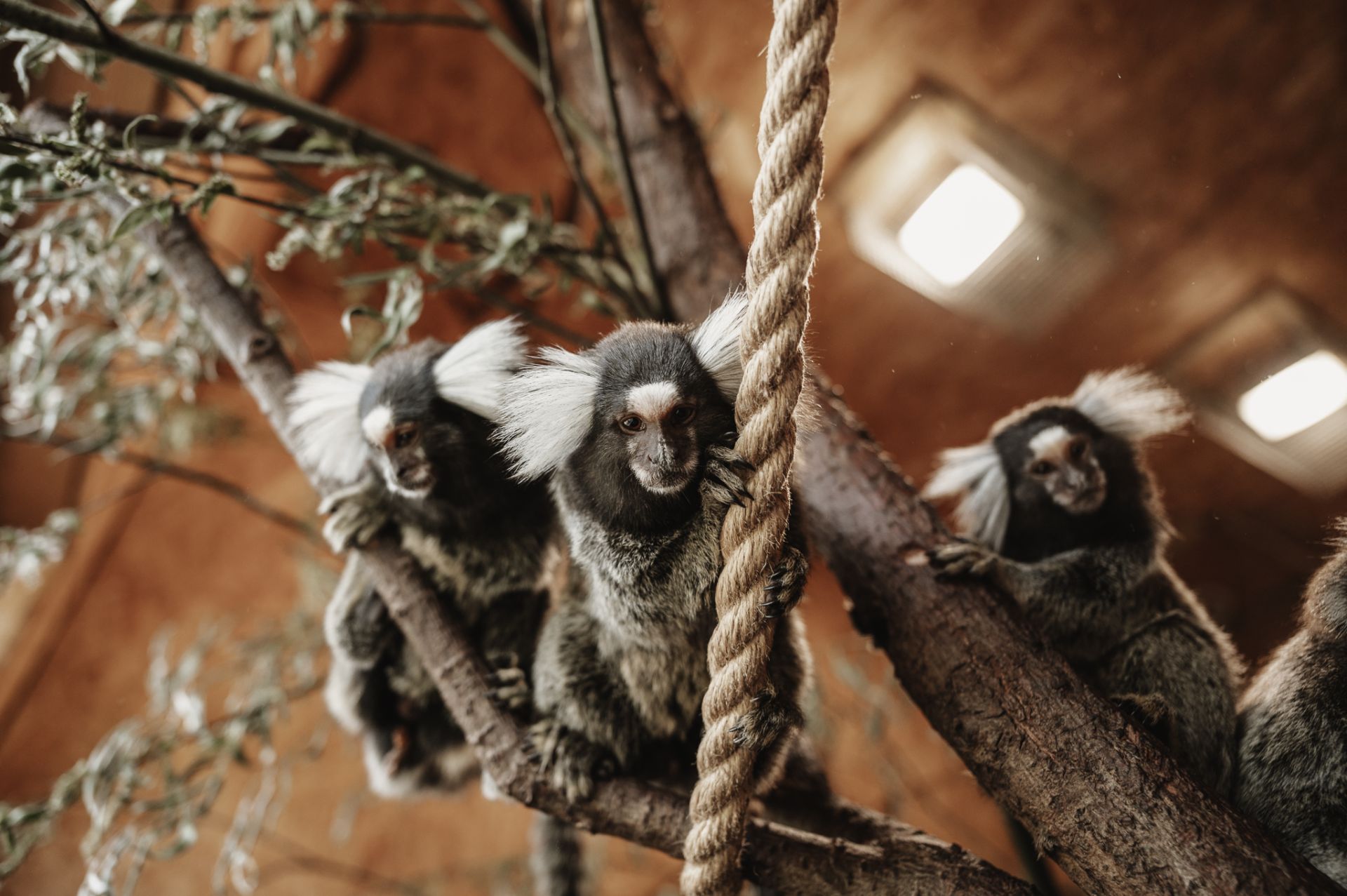 Sigulda Zoo apmeklējums