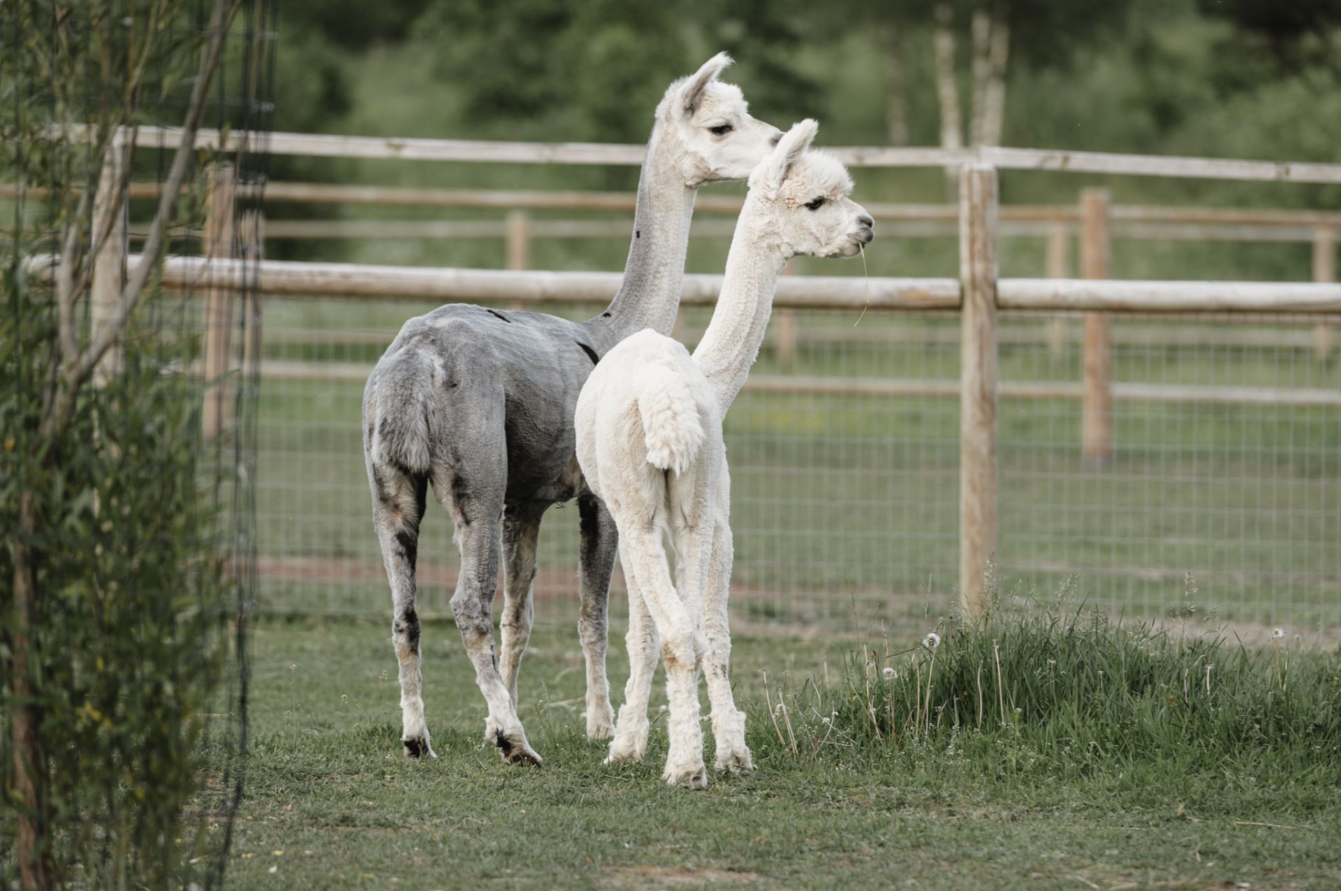 Sigulda Zoo apmeklējums