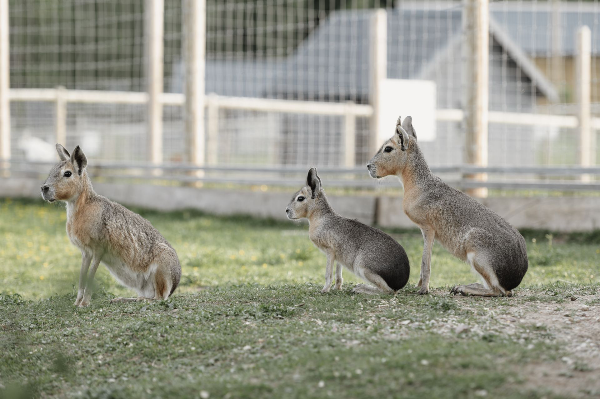 Sigulda Zoo apmeklējums