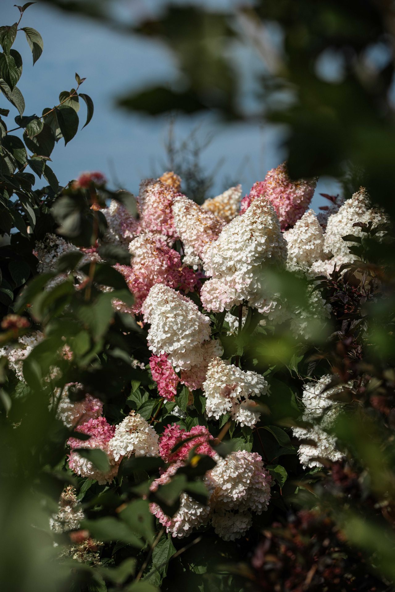 LVM Kalsnavas arborētuma apmeklējums