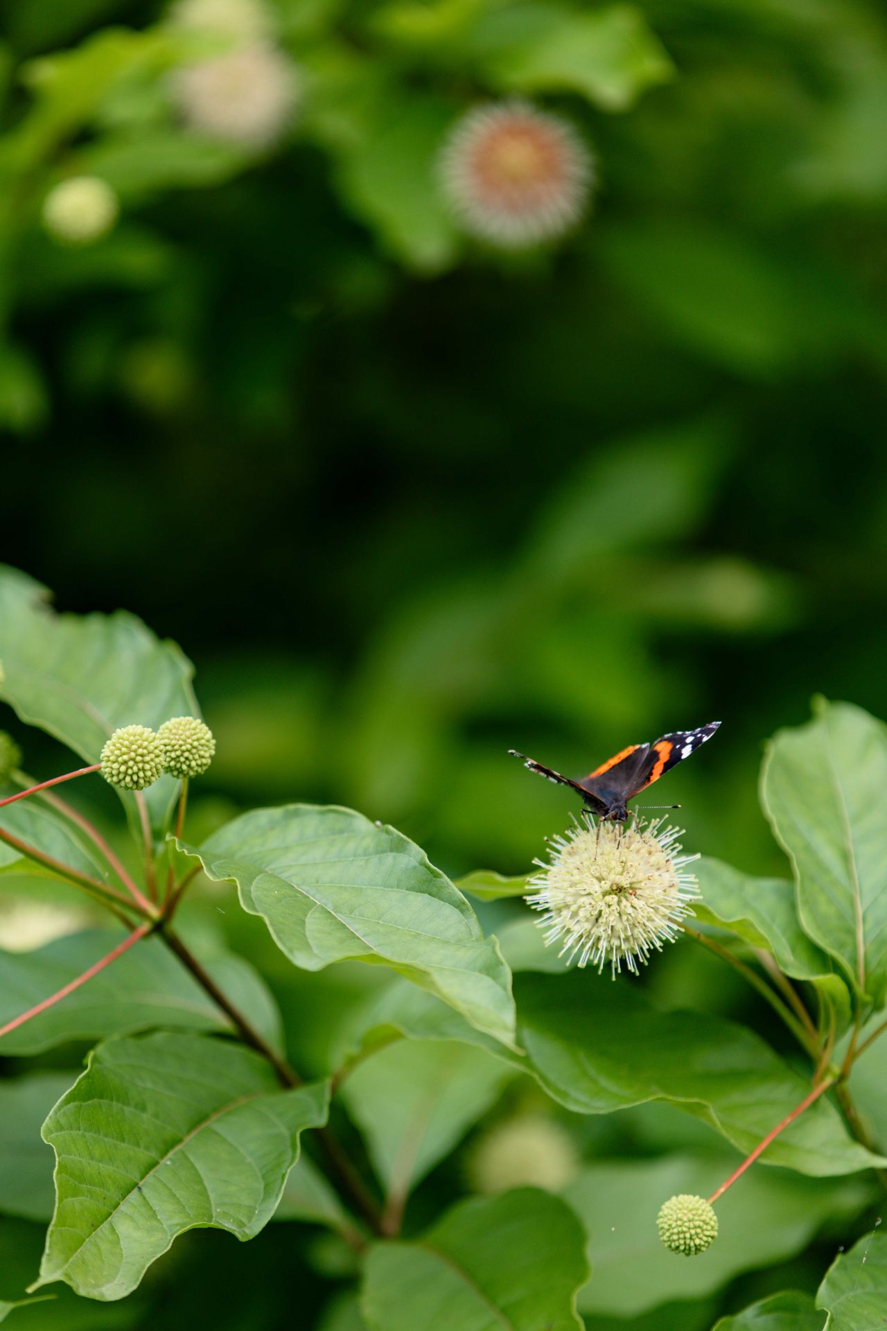 LVM Kalsnavas arborētuma apmeklējums